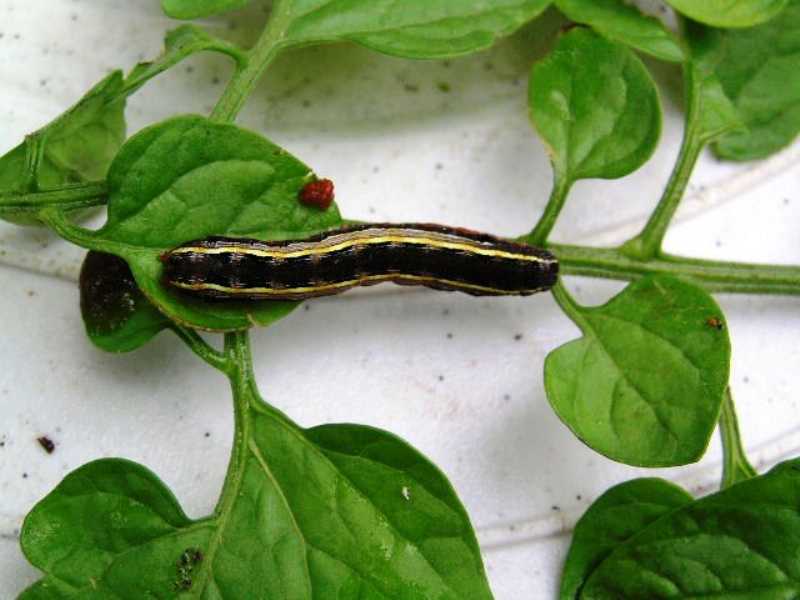 tomato plant April 2014